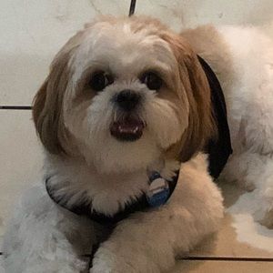 Meet your Posher, Dora